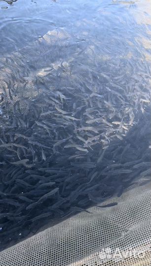 Радужная форель малёк