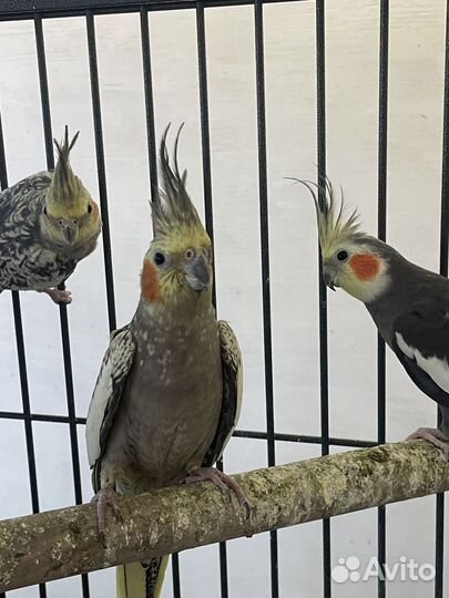 Попугай корелла