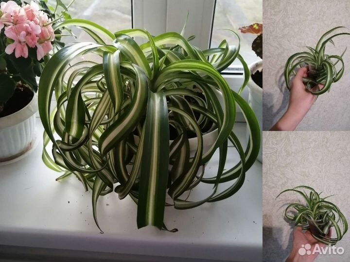 Хлорофитум кудрявый