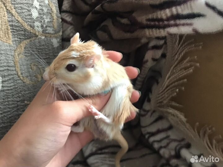 Песчанка вязка