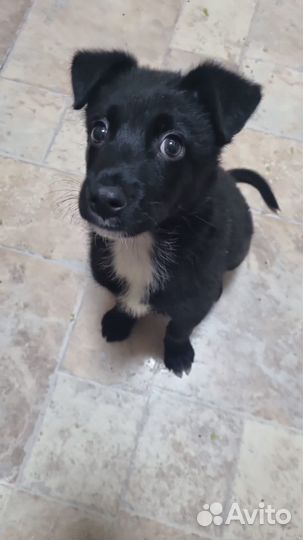 Щенок 2 мес