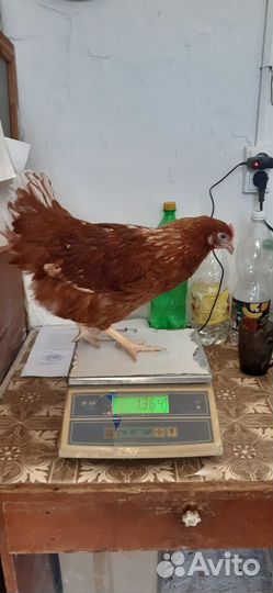 Куры молодки доставка опт