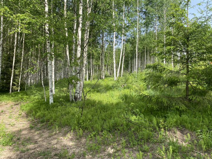 Участок 12 сот. (ИЖС)