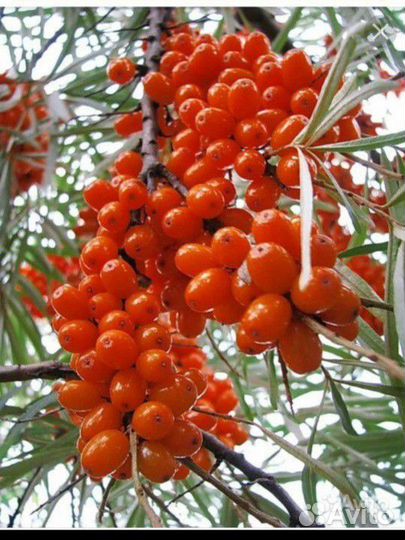 Открыт набор сбошики ягоды облепихи, вахта