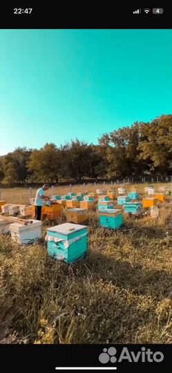 Пчелопакеты