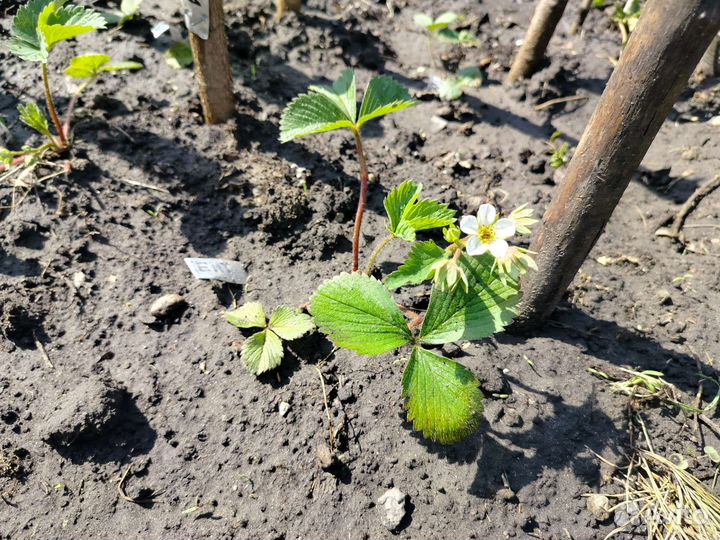 Рассада клубники, семена клубники