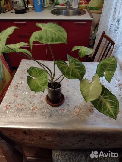 Сингониум, детки Фиалок, Глоксинии