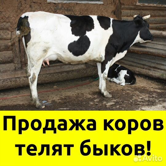 Коровы,телята, быки