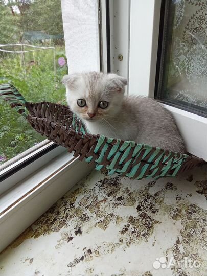 Котята породистые