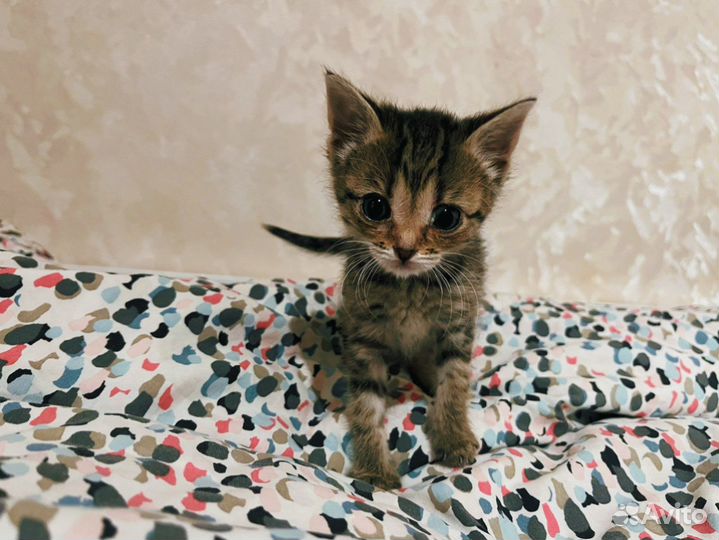 Котята в добрые руки бесплатно 4 нед