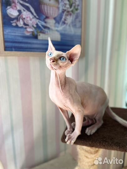 Котик в добрые руки
