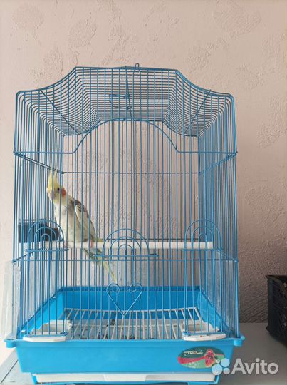 Попугай корелла птенец