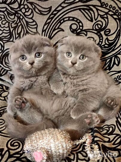 Папа красавчик и дети