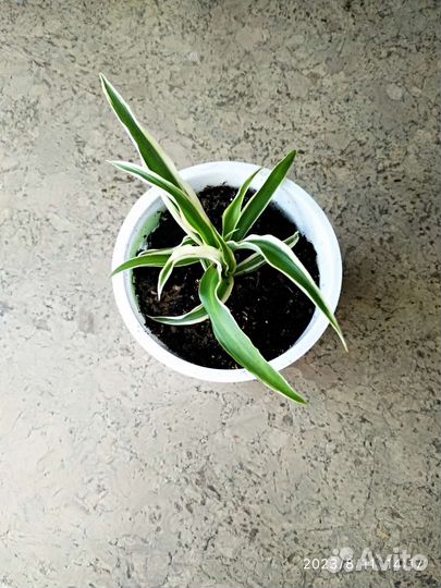 Хлорофитум хохлатый