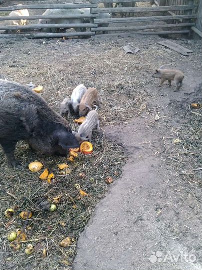 Продам поросят венгерская мангалица