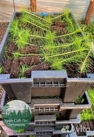 Сеянцы зкс Сосна окс Ель Лиственница Горная