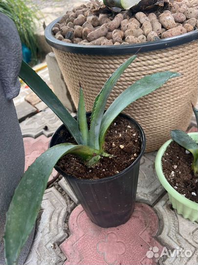 Агава голубая