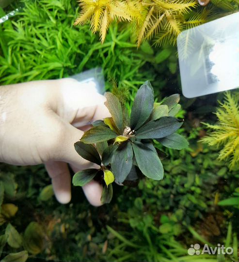 Буцефаландры. Аквариумные растения