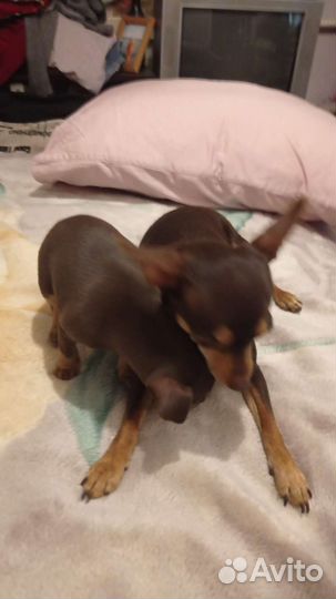 Мини той-терьер