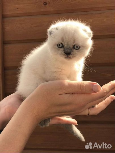 Шотландские котята,вислоушки и прямоушки