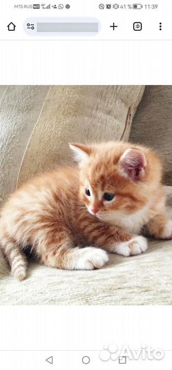 Котята в добрые руки