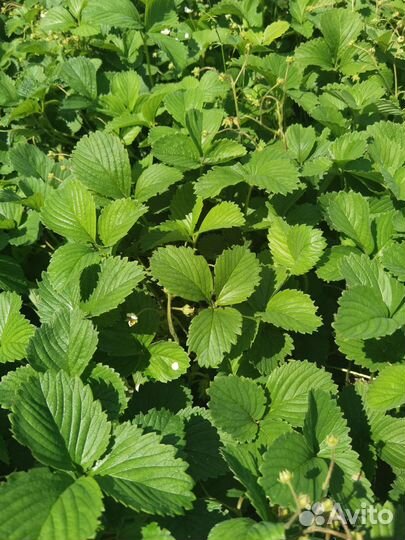 Рассада клубники