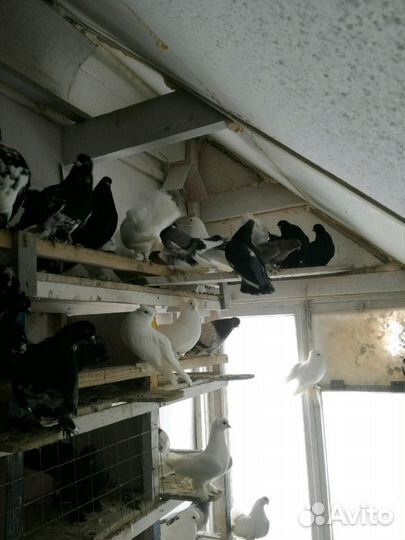 Голуби статные