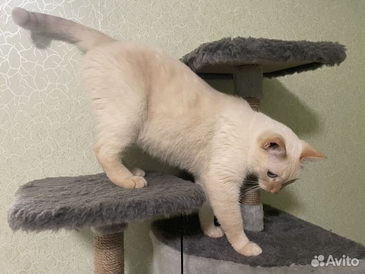 Отдам котов