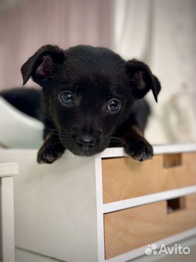 Щенок в добрые руки