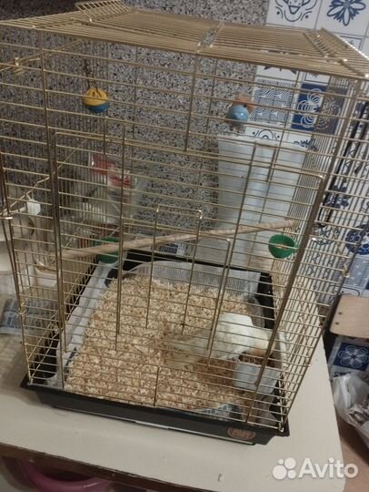 Попугай корелла с клеткой