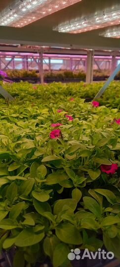 Рассада петуньи