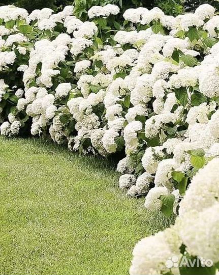 Гортензия древовидная Annabelle