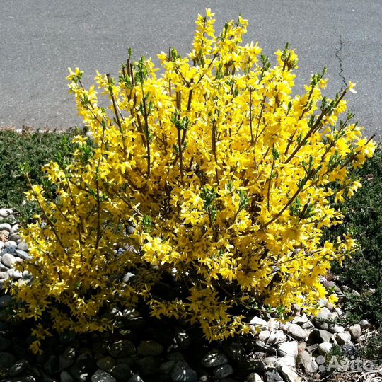 Барбарисы, ива, форзиция