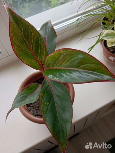 Комнатные растения. См профиль много раст