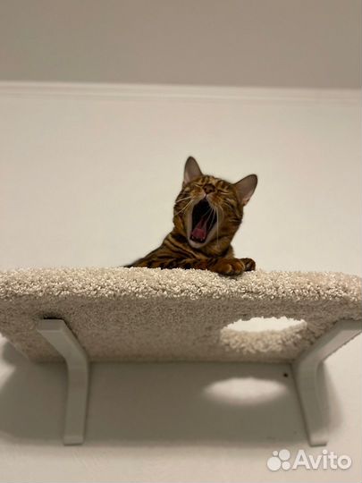 Когтеточка настенная Моя Котя 