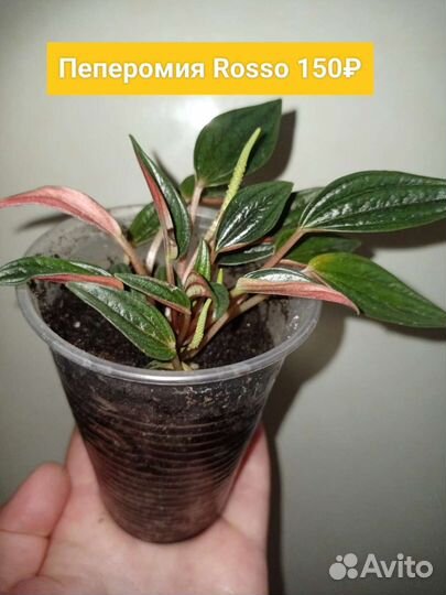 Сенполия, Пеперомия Rosso, Каланхоэ,Хлорофитум