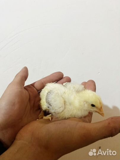 Цыплята мясо-яичных пород