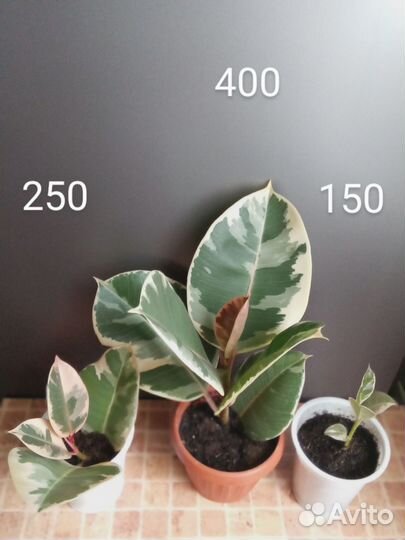 Комнатные растения