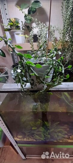 Дисхидия миллион сердец вариегата