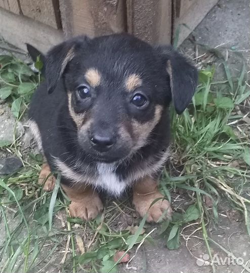 В добрые ручки