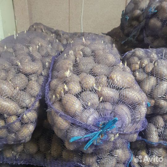 Картофель семенной