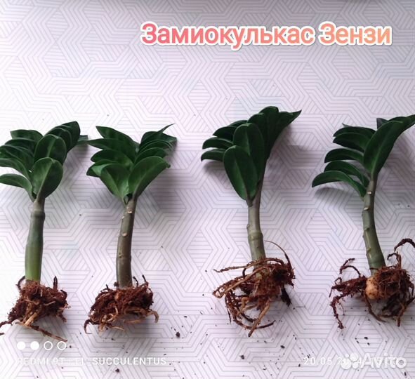 Замиокулькасы. Зензи. Равен. Замифолия