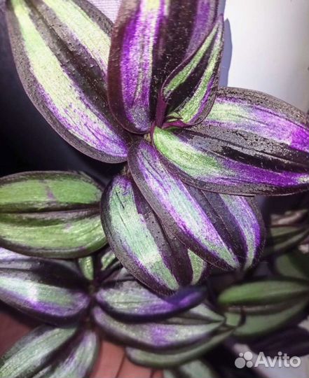 Традисканция зебрина