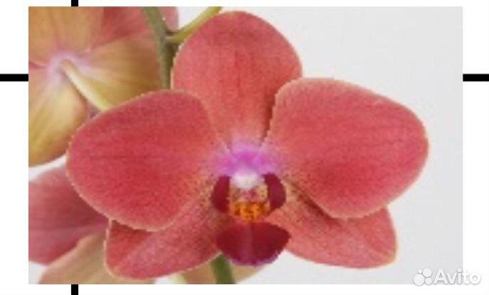Орхидея фаленопсис