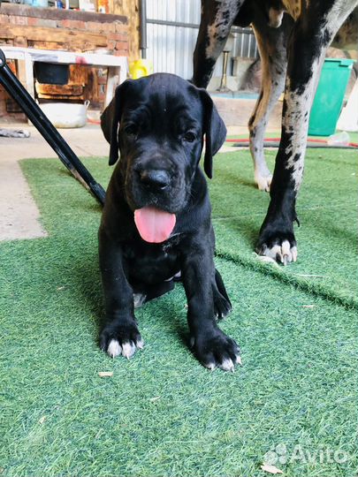 Немецкий дог