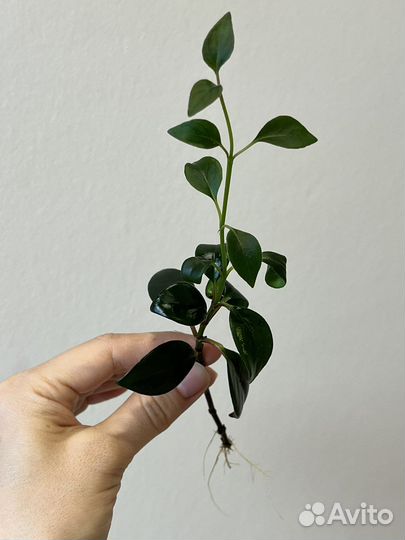 Эсхинантус, немотантус