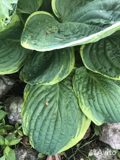 Хосты кустики