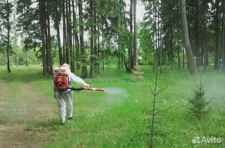 Уничтожение клопов тараканов грызунов плесени