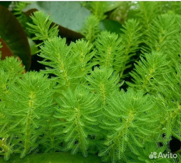 Водные растения