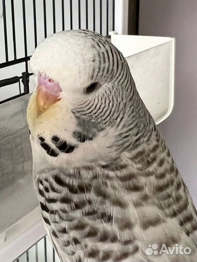 Выставочные волнистые попугаи чехи, хагоромо